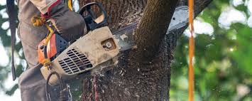 Best Tree and Shrub Care  in Camn, DE