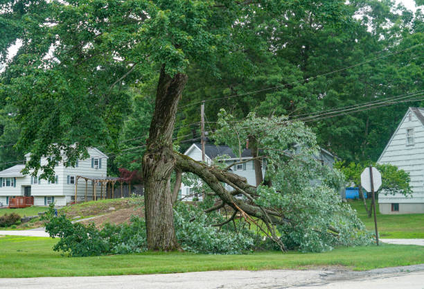 How Our Tree Care Process Works  in  Camden, DE